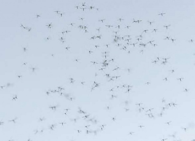 أمريكا: إطلاق 750 مليون بعوضة “معدّلة جينيا” لقتل أنواع البعوض الأخرى!!