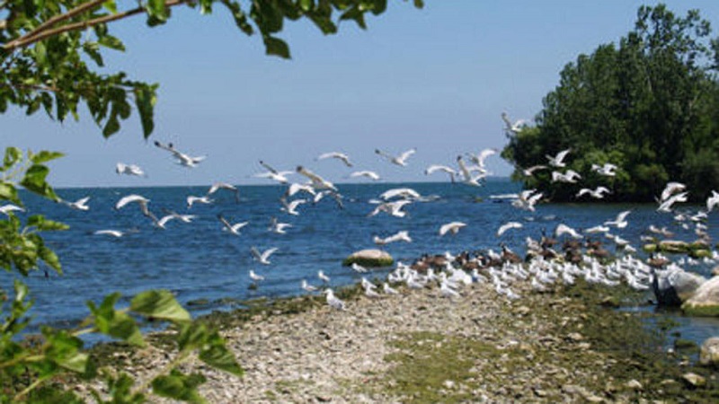 الطيور المائية تهجر بحيرة “إشكل” لعدم توفر المأوى والغذاء
