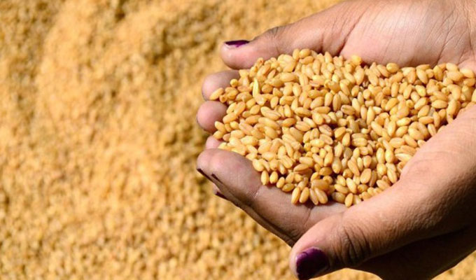 ديوان الحبوب: كميات الحبوب المجمّعة بلغت 5ر7 مليون قنطار الى موفى اوت 2022