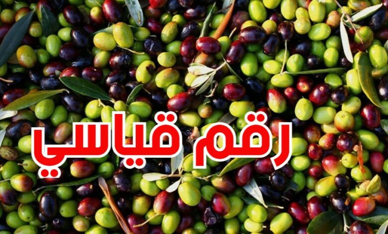 كميات وأسعار الزيتون في سوق قرمدة