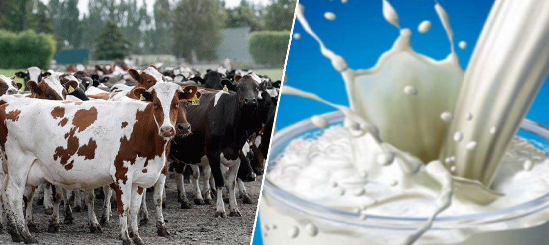 بعد الزيادة ب200 مليم في الحليب: اتحاد الفلاحة يفجرها وهكذا كان رده..#خبر_عاجل