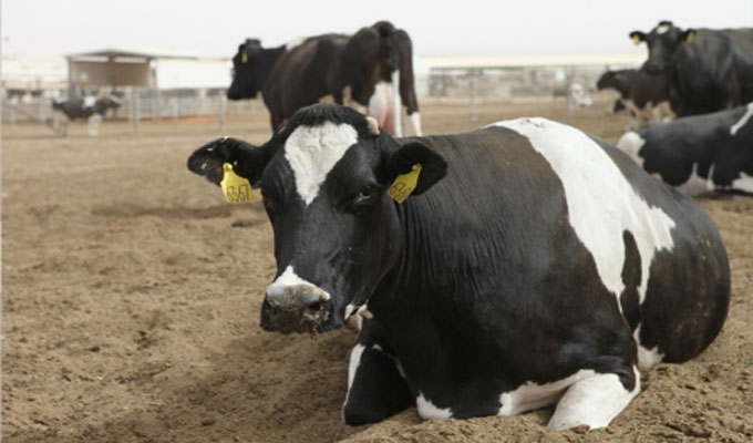 مفزع: 30 بالمائة من قطيع الأبقار مصاب بداء السل..