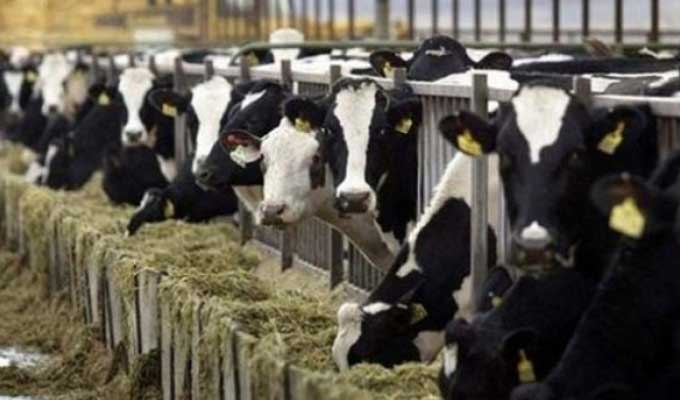 30 % من قطيع الأبقار مصاب بالسل: غرفة القصابين تكشف وتوضح..