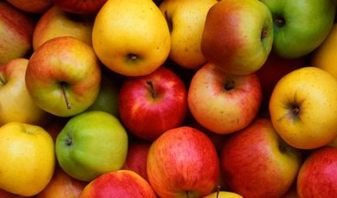 بعد تحديده بـ4500 مليم: منتجو التفاح يرفضون التسعيرة الجديدة..